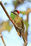 Green-barred Woodpecker